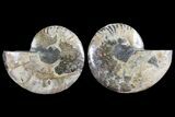 Cut & Polished Ammonite Fossil - Agatized #85224-1